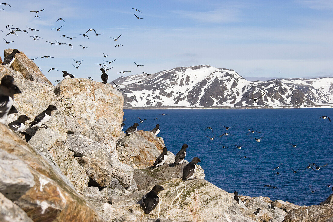 Little Auks, Alle alle, Spitsbergen, Norway