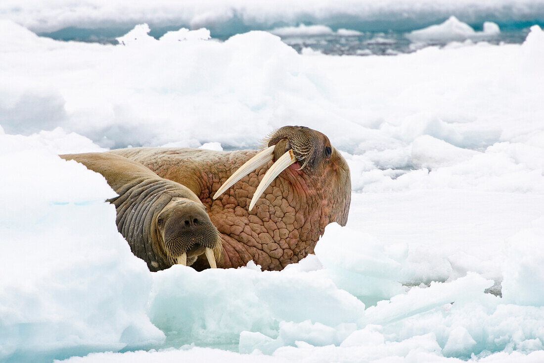 Walrosse, Männchen und Weibchen auf Eisscholle, Odobenus rosmarus, Spitzbergen, Norwegen