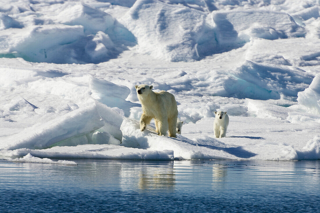 Polarbear with cubs on icefloe, Ursus maritimus, Svalbard, Norway