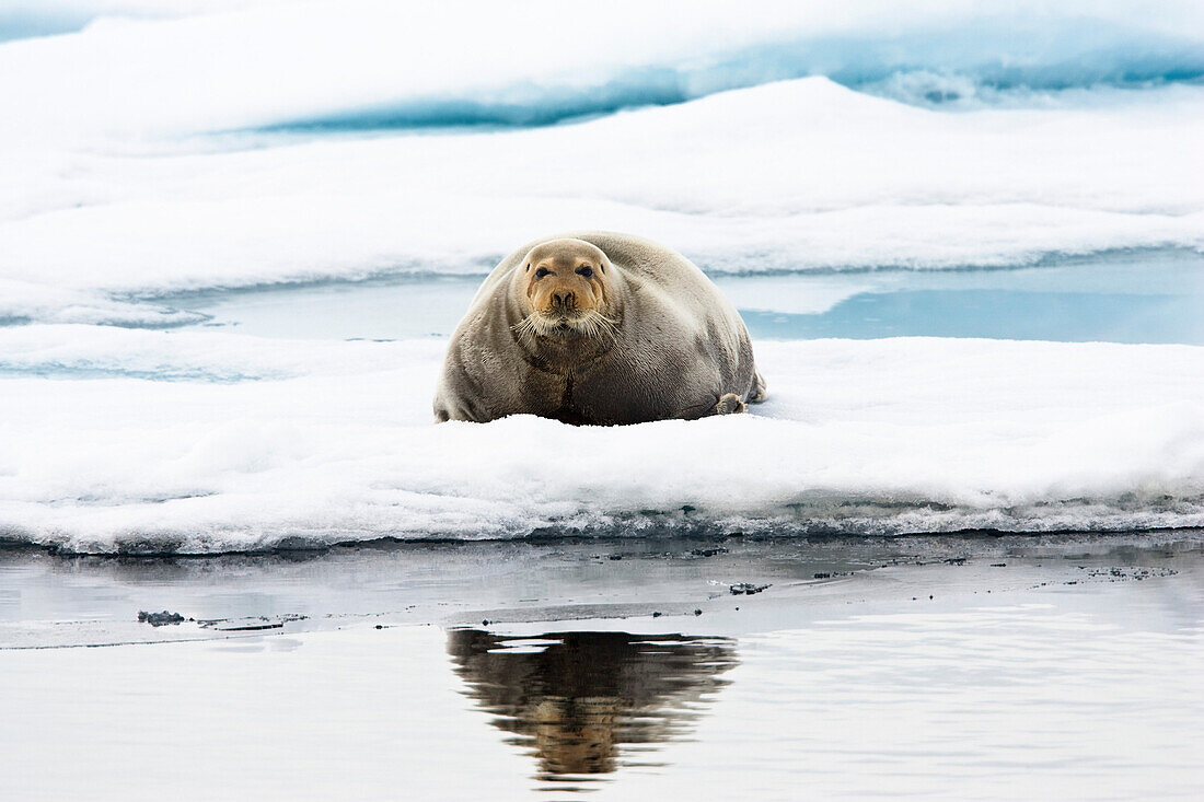Bearded Seal on icefloe, Erignathus barbatus, Spitsbergen, Norway