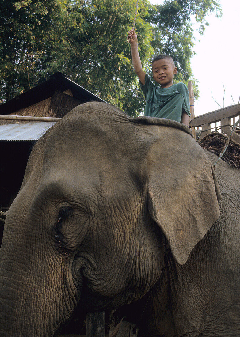 Kind auf Elefant im Stamm der Karen bei Chiang Mai, Nord Thailand, Thailand