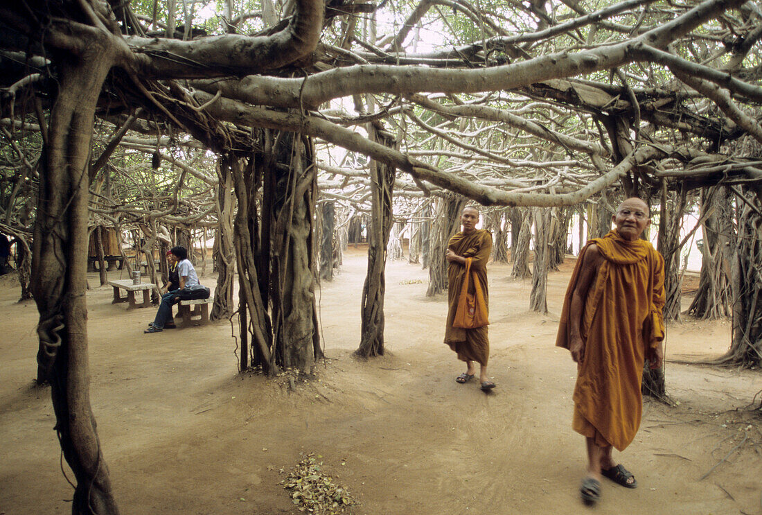 Monks under the holy Banyam tree near Phi Mai, East Thailand, Thailand