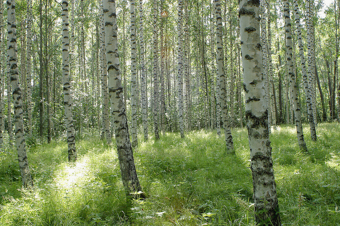 Birch, Birches, Botany, Color, Colour, Daytime, Detail, Details, Europe, Exterior, Finland, Forest, Forests, Green, Nature, Outdoor, Outdoors, Outside, Perennial, Plant, Plants, Tree, Trees, Trunk, Trunks, Vegetation, Woods, World locations, M01-510126, a