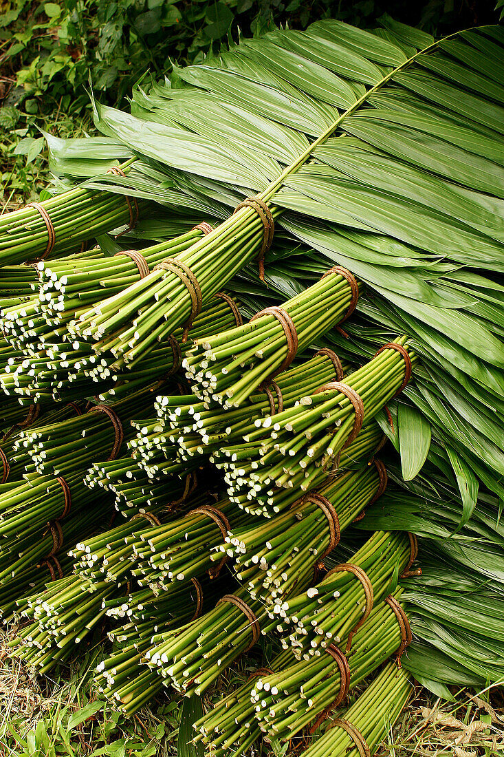 Central America, Color, Colour, Daytime, Exterior, Green, Heap, Heaped, Heaps, Latin America, Leaf, Leaves, Mexico, Nature, North America, Outdoor, Outdoors, Outside, Palm, Palms, Pile, Piled up, Piles, Plant, Plants, Stack, Stacked, Stacks, Vegetation, V