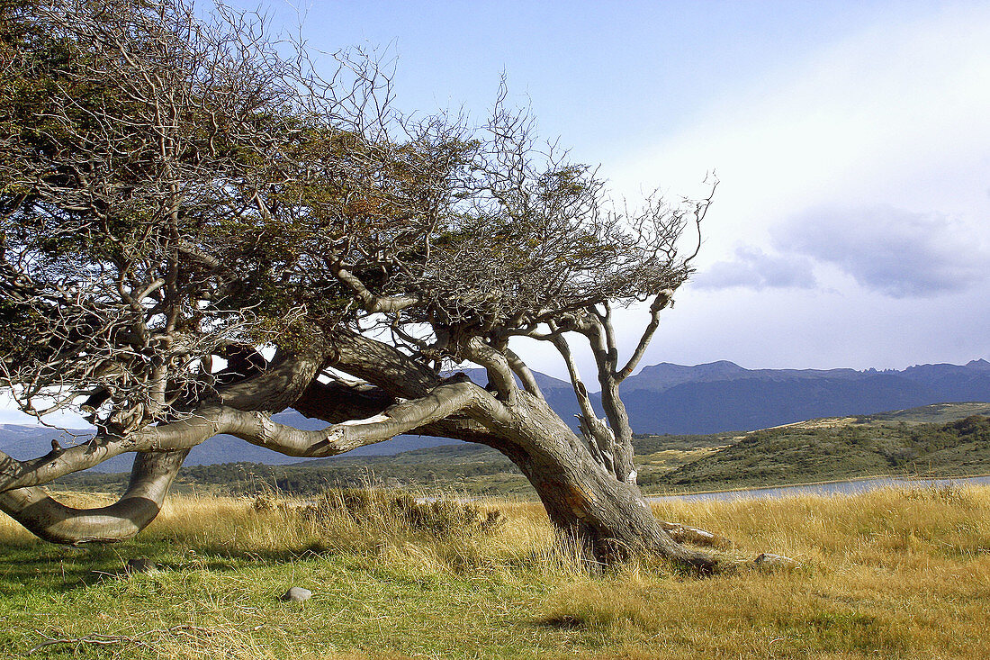 Nature. Tierra del Fuego, Argentina