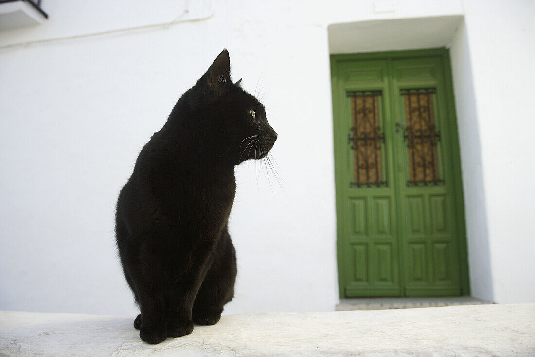 Andalucia, Andalusia, Animal, Animals, Architecture, Black, Cat, Cats, Closed, Color, Colour, Contrast, Contrasts, Costa del Sol, Daytime, Detail, Details, Domestic cat, Domestic cats, Door, Doors, Europe, Exterior, Felis catus, Green, Malaga province, Mi