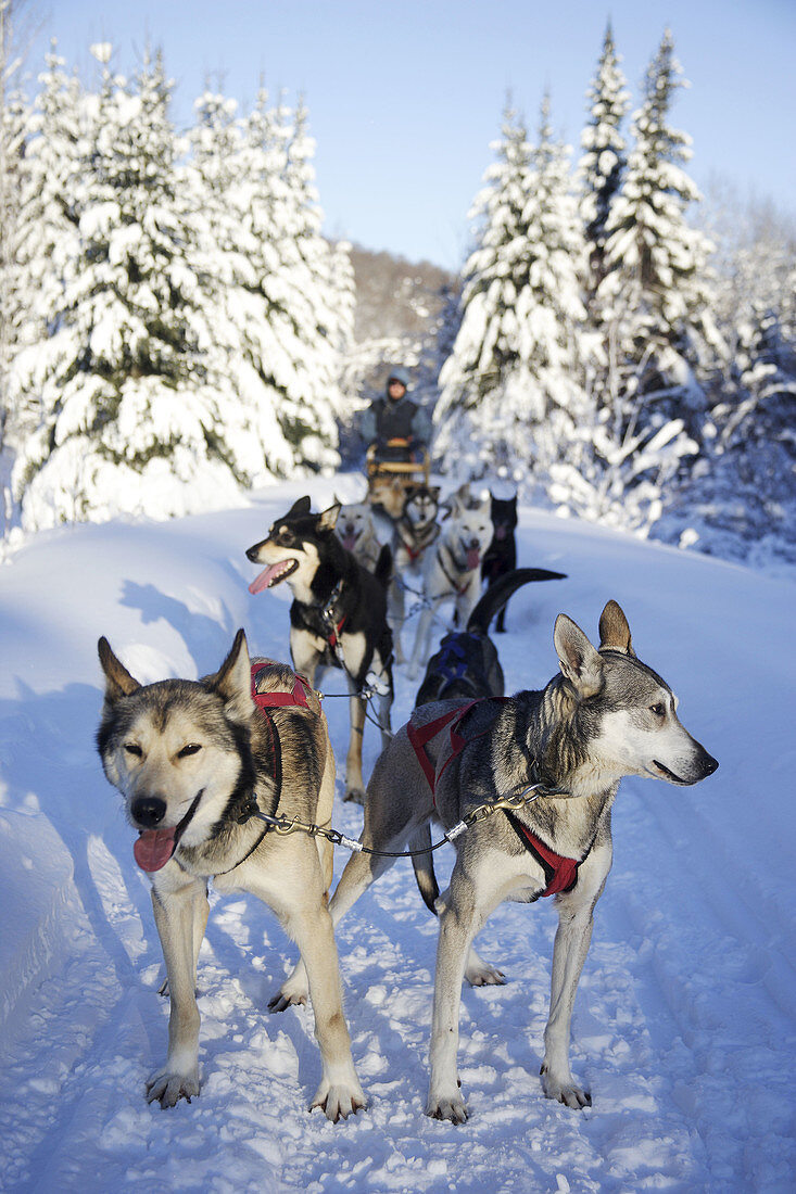 dogs in Quebec, Canada
