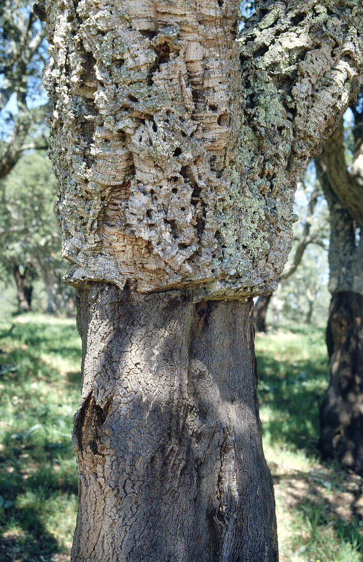 Cork tree. Alentejo. Portugal