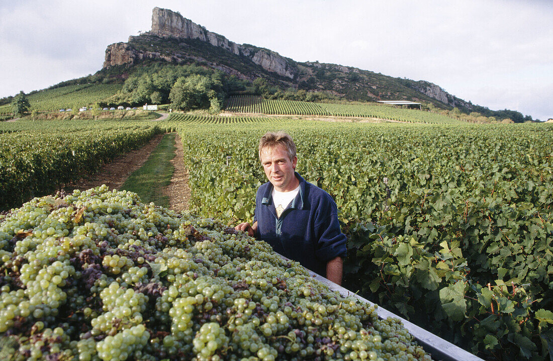 Worker of the vineyards in Burgundy. France