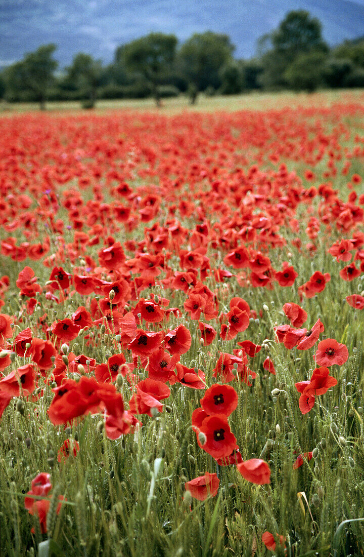 Poppies in field. Provence, France