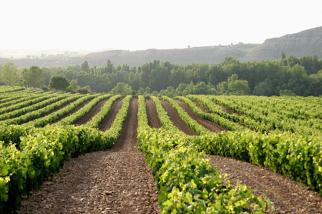 Vines in summer. La Rioja. Spain