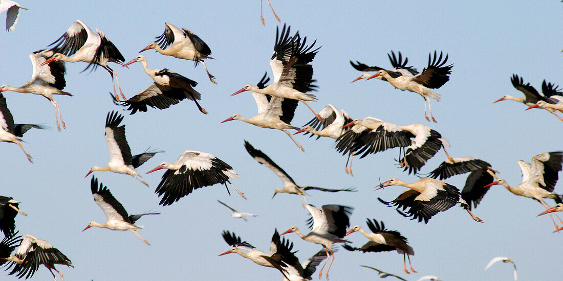White Storks (Ciconia ciconia). Sotos del Ebro. Spain