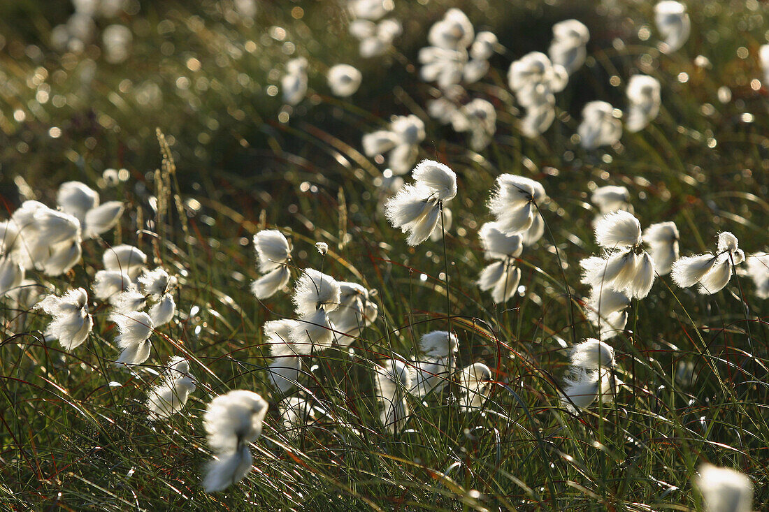 Wild cotton