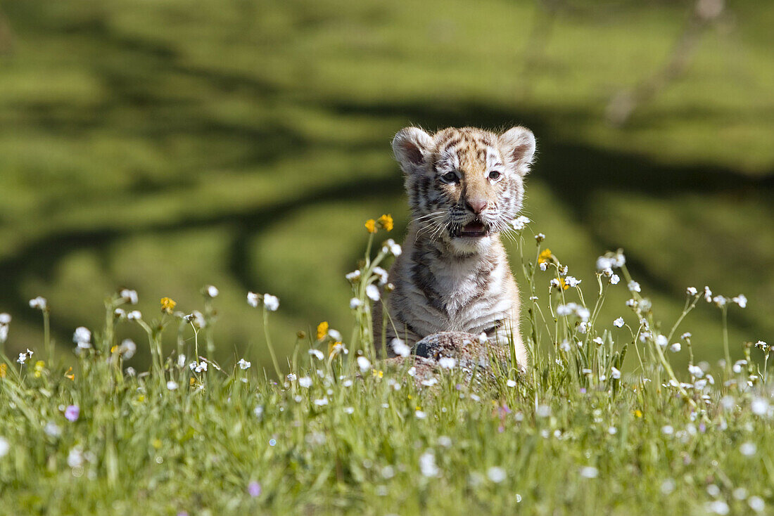 Tiger cub sitting in the field of spring flowers in the short distance crying out