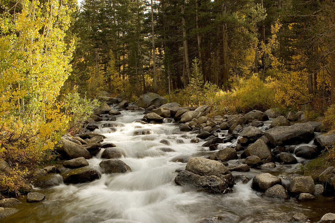 Bishop Creek running smoothly through the yellow and green Aspen trees during fall just west of the town of Bishop, California
