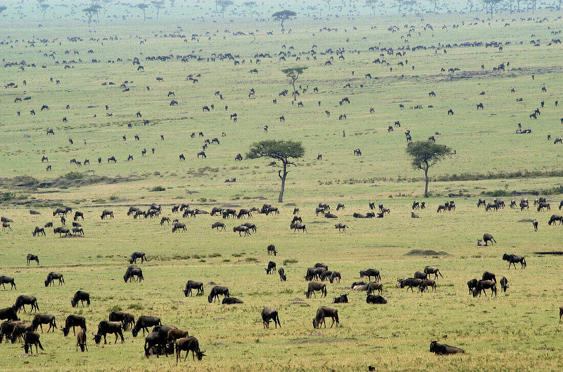 Wildebeest herd amassing preparing to migrate across mara river at dawn