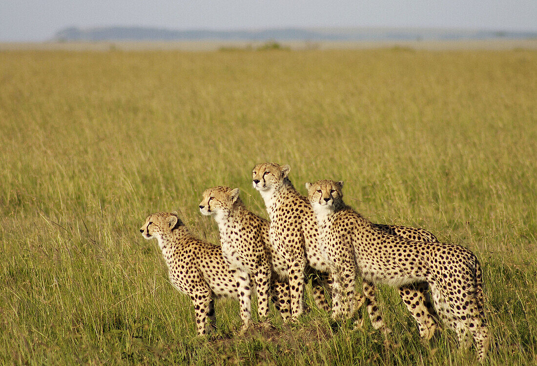 Cheetah (Acinonyx jubatus) mother and three cubs look over the plains for prey. Masai Mara, Kenya