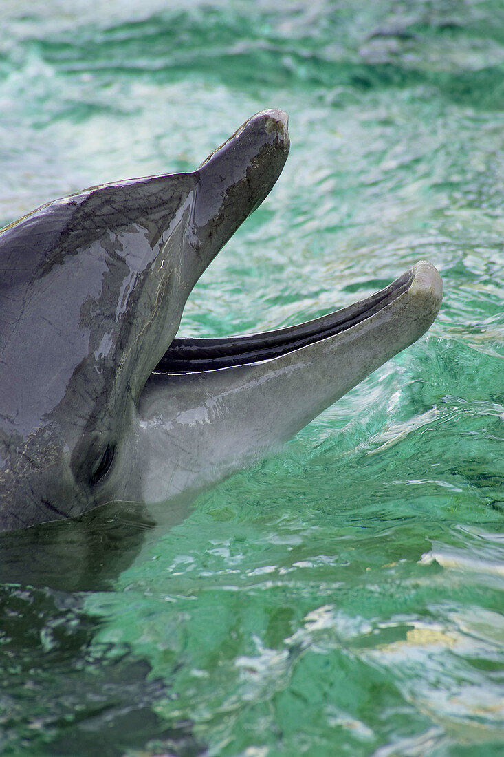 Dolphin opens mouth