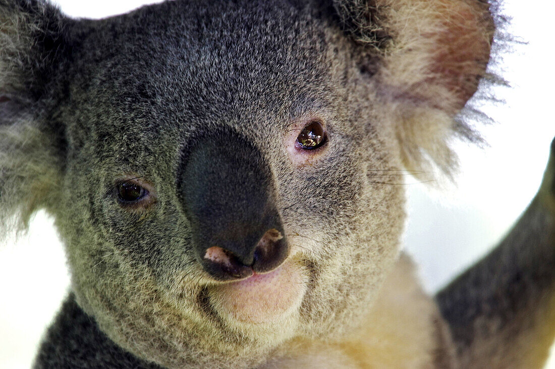 Koala Bear Close-up
