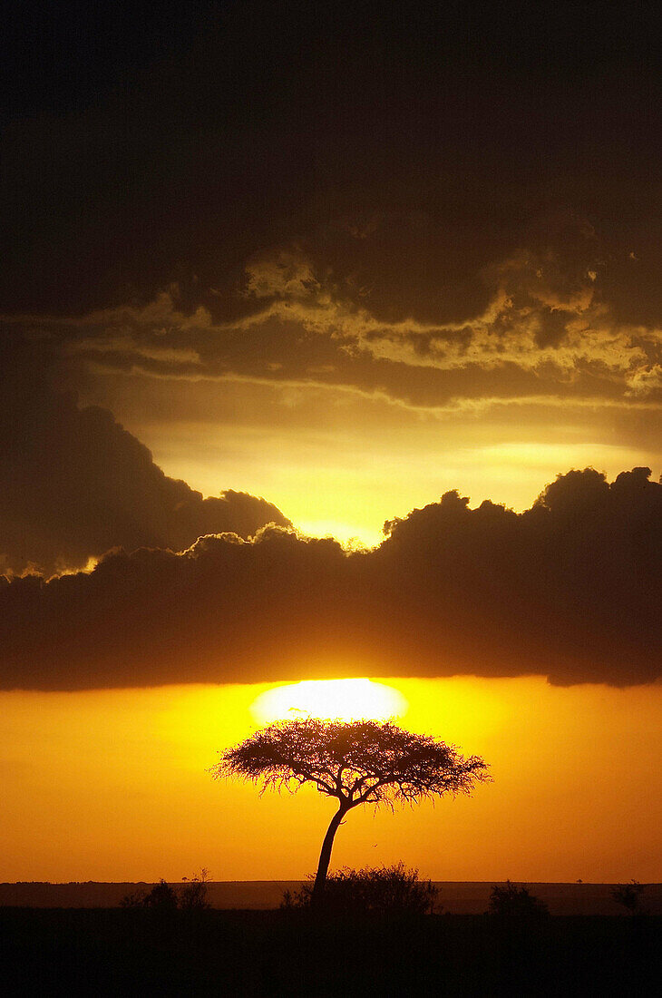 Acacia tree on Amboseli landscape at sunset