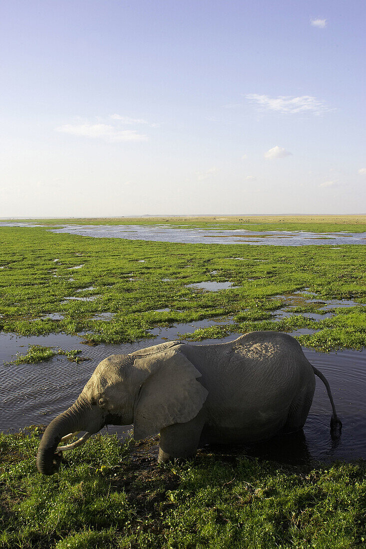 African Elephant ( Loxodonta africana). Amboseli National Park. Kenya