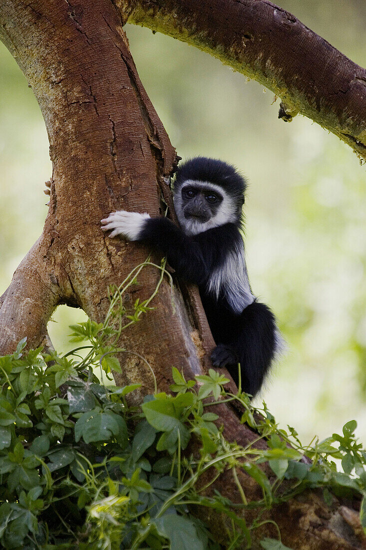 Baby Black & White Colobus Monkey Crater Lake-Kenya