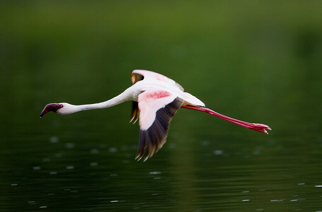 Flamingo flies over Crater Lake – Kenya – License image – 70186983 ...