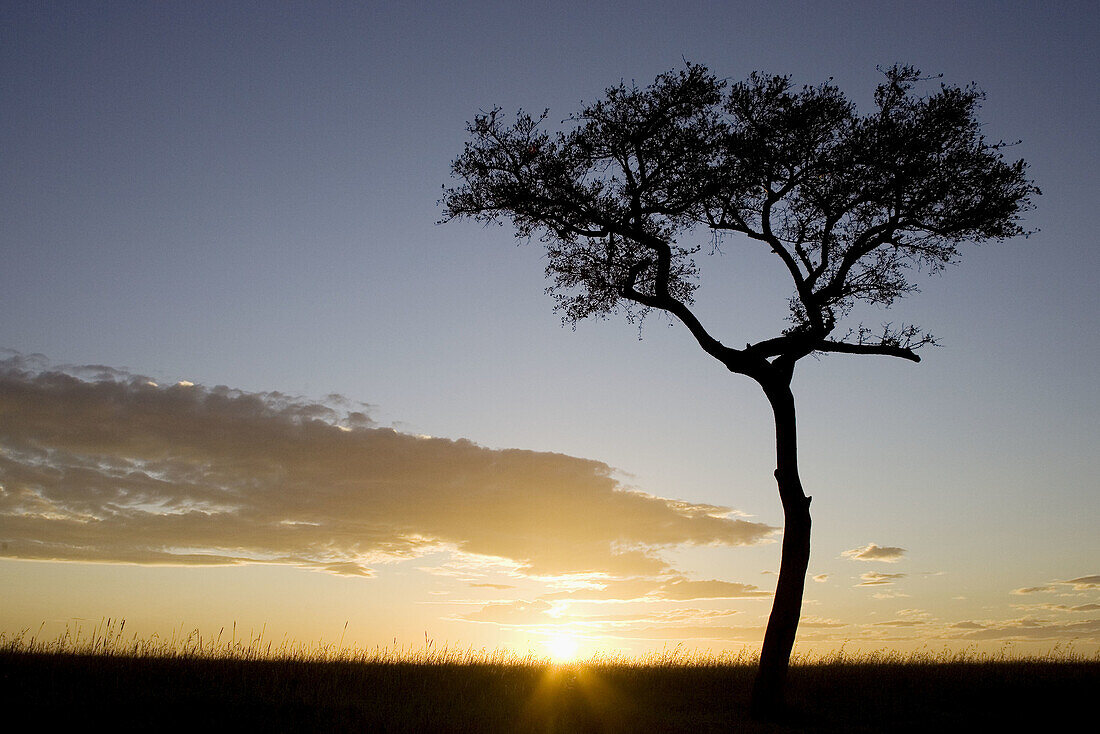 Acacia tree on the Masai plains at dusk