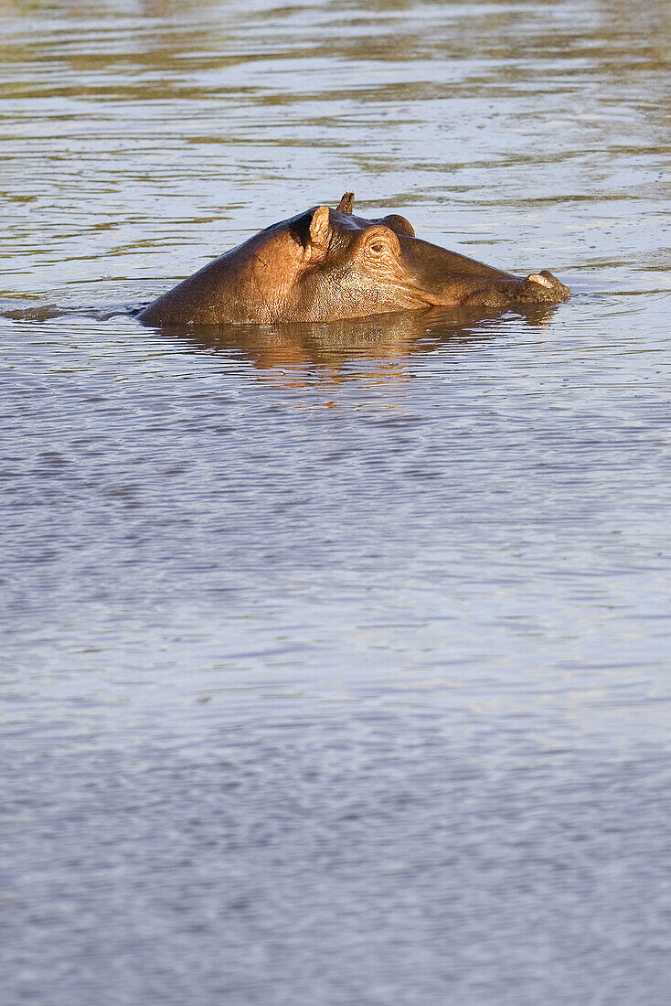 Hippo in the Mara river