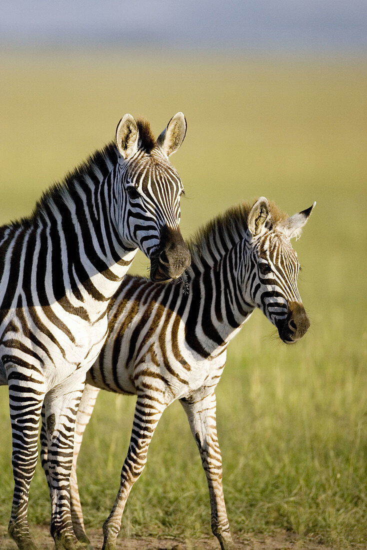 Mother and Calf Zebra in the Masai Mara