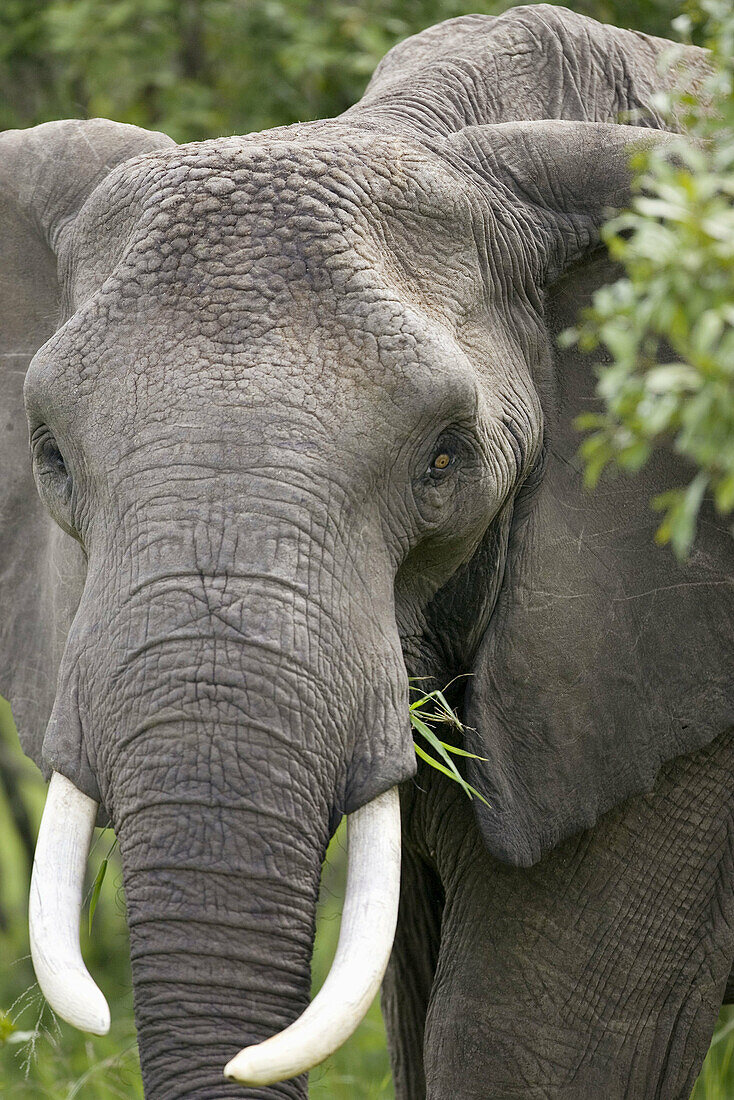 Lone Elephant in the Masai Mara