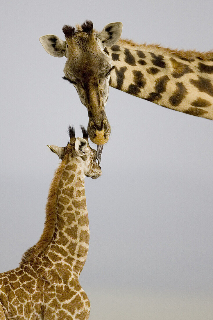 Masai Giraffe mother grooms newborn in the Masai Mara