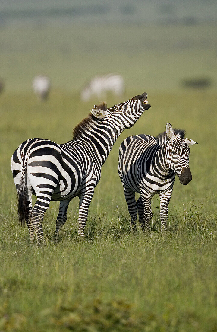 Burchells Zebra braying in the Masai Mara