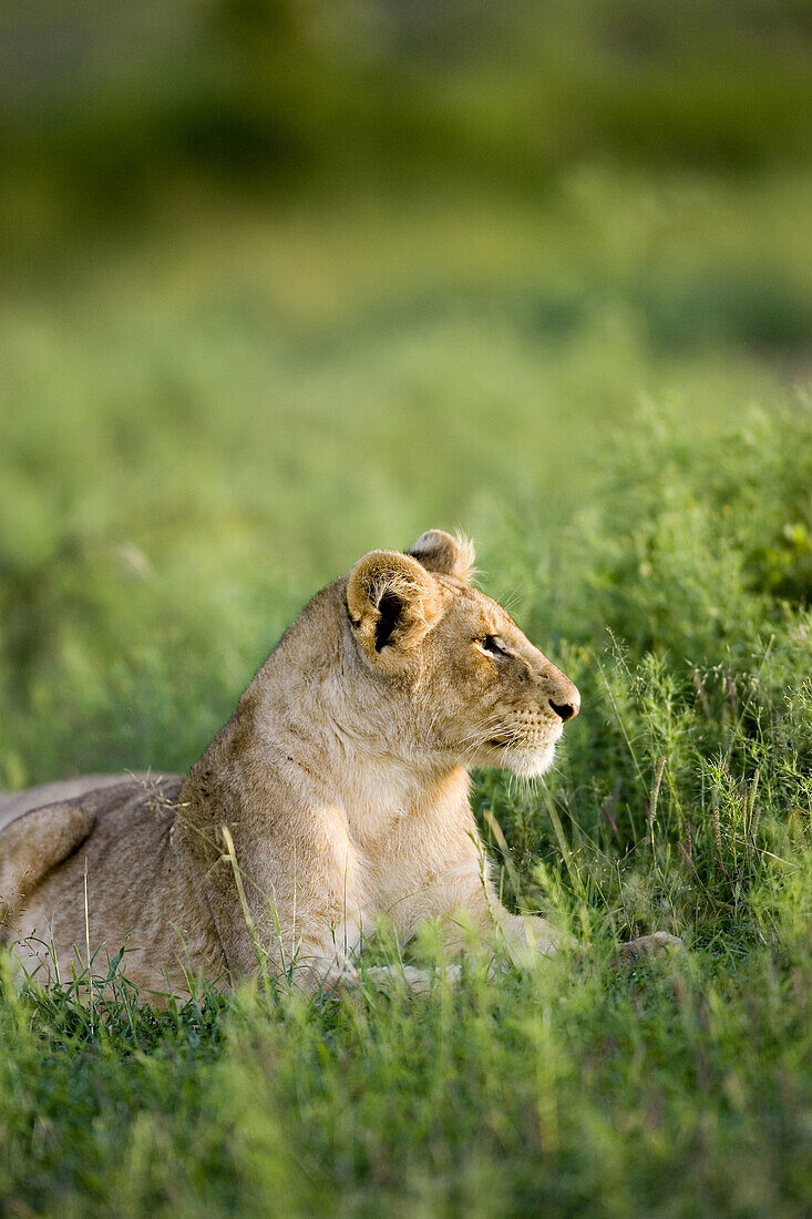 Young Lion looks alert in the Masai Mara