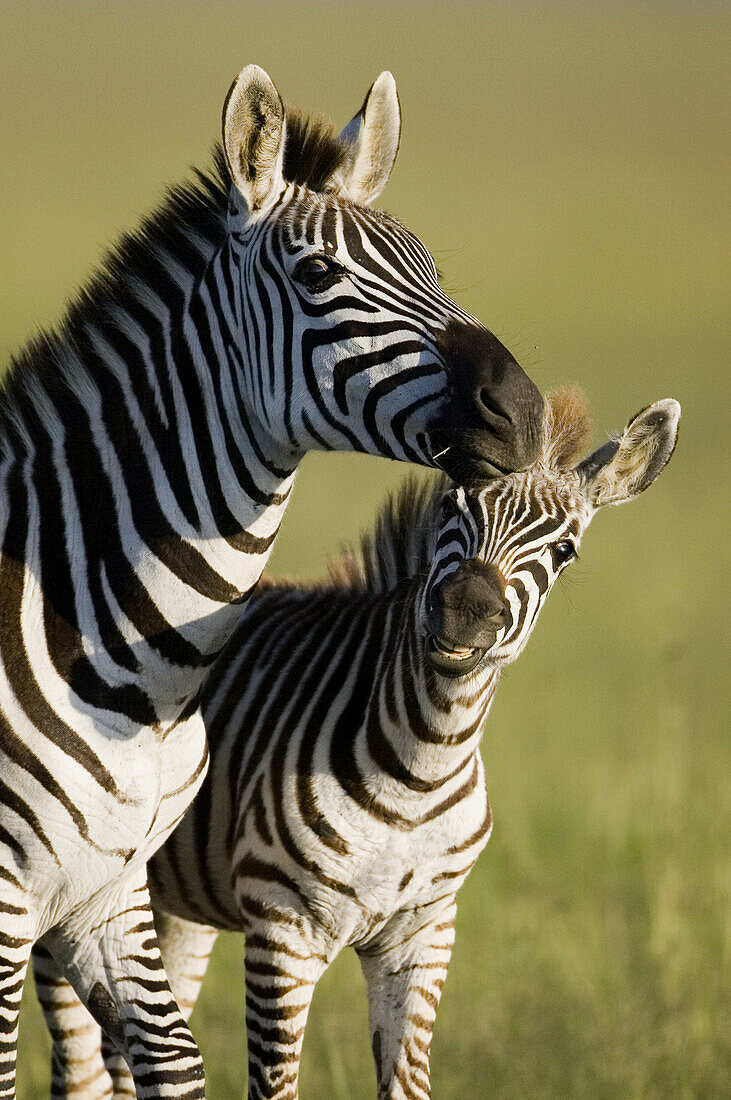 Burchells Zebra Mother and Calf in the Masai Mara