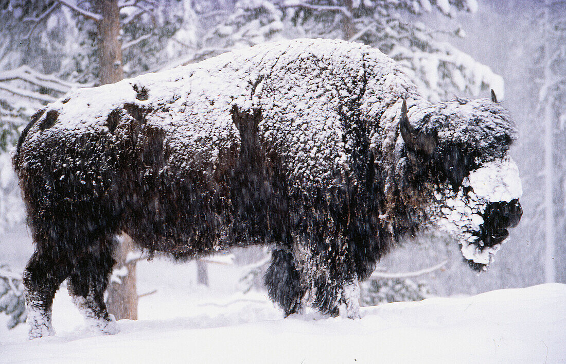 Snowy Bison: an American Bison (Bison bison) endures a snowstorm in Yellowstone National Park, Wyoming, USA