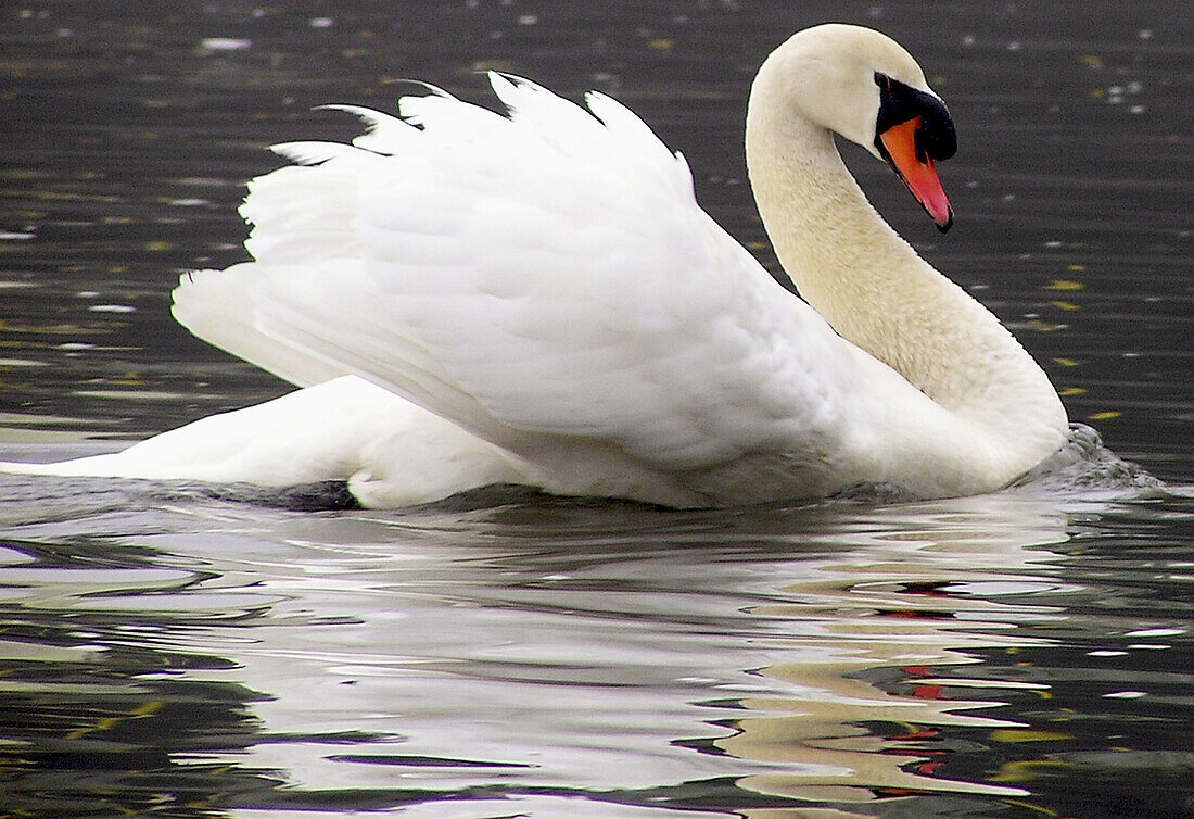 Swan displaying: a swan in the Delaware River shows off its plummage