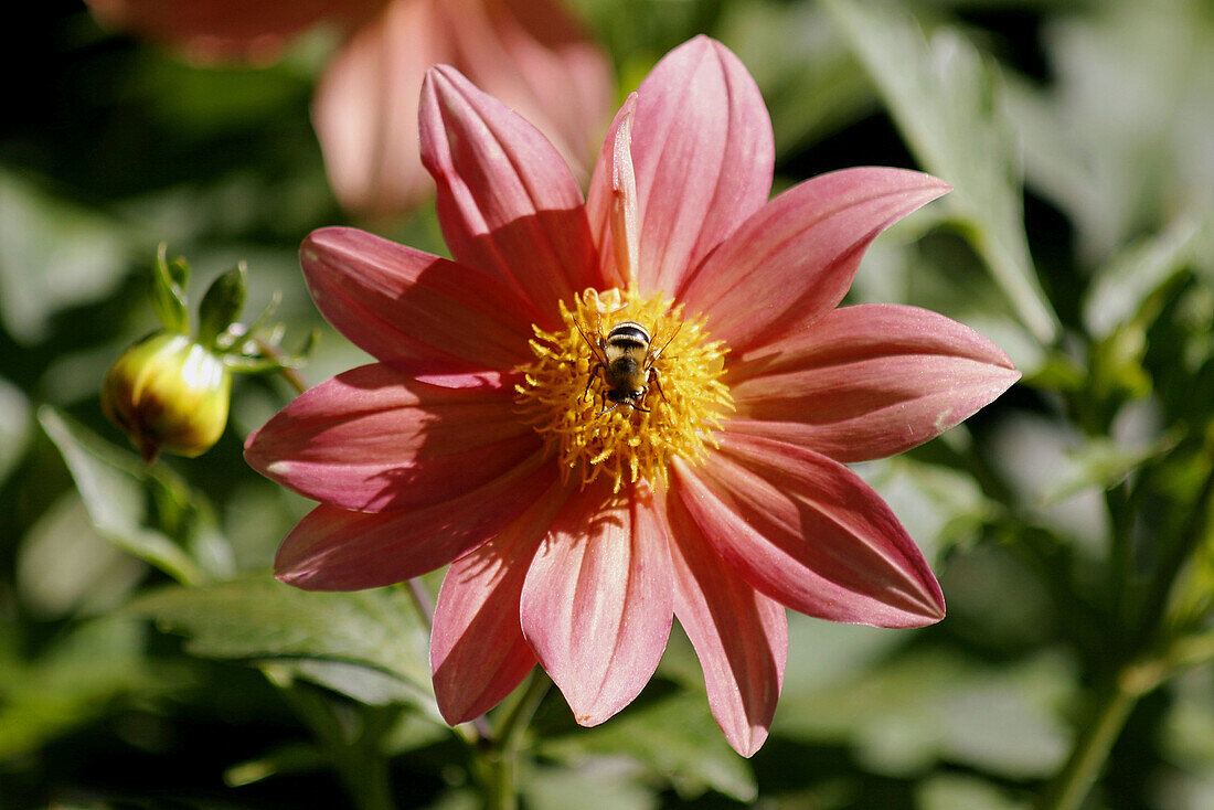 Bee and Dalhia. Blandys Gardens. Quinta do Palheiro Ferreiro. Funchal. Madeira. Portugal