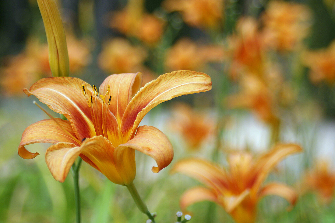 Day-lily (Hemerocallis sp.)