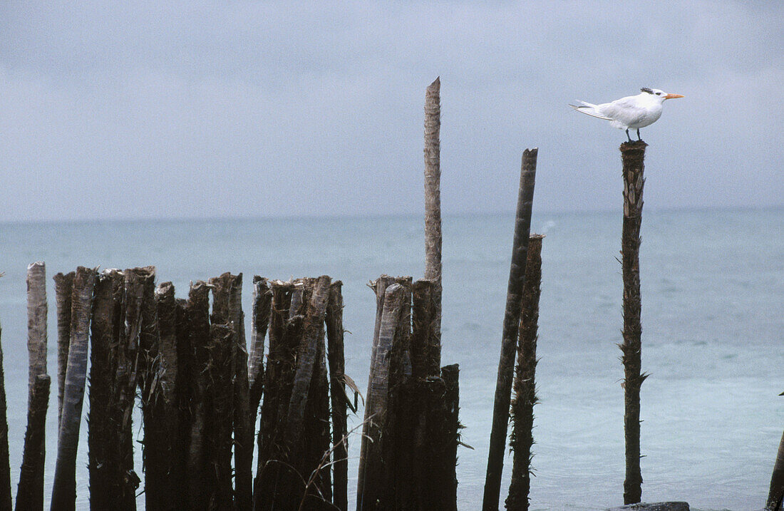 Royal Tern (Sterna maxima). Coco Plum Cay. Belize. Caribbean