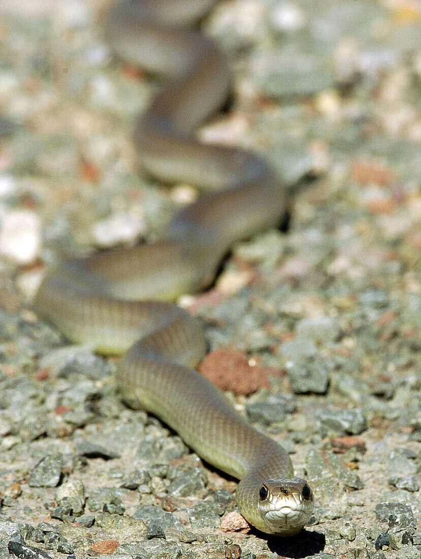 Southern Black Racer (Coluber constrictor)