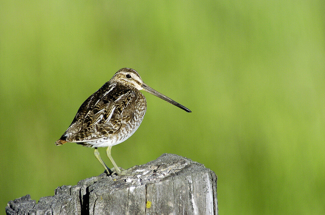 Common Snipe (Gallinago gallinago)