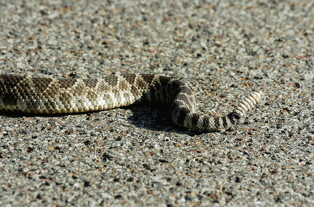 Western Rattlesnake (Crotalus viridis)