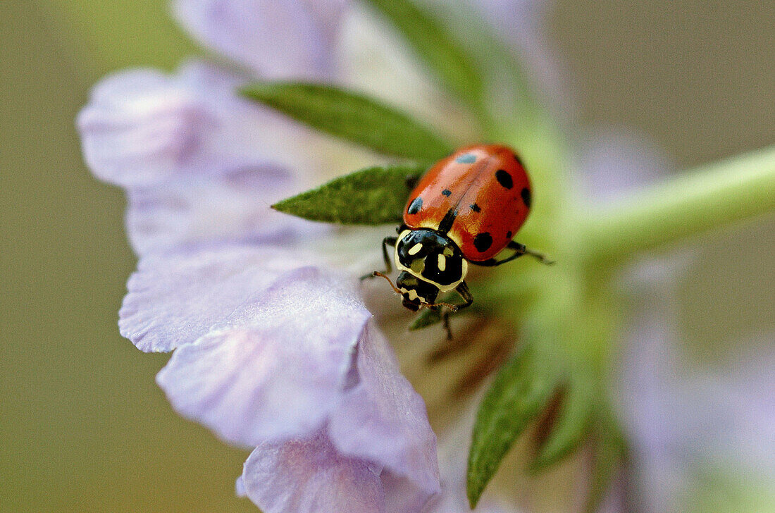 Ladybird (Hippodamia convergens)