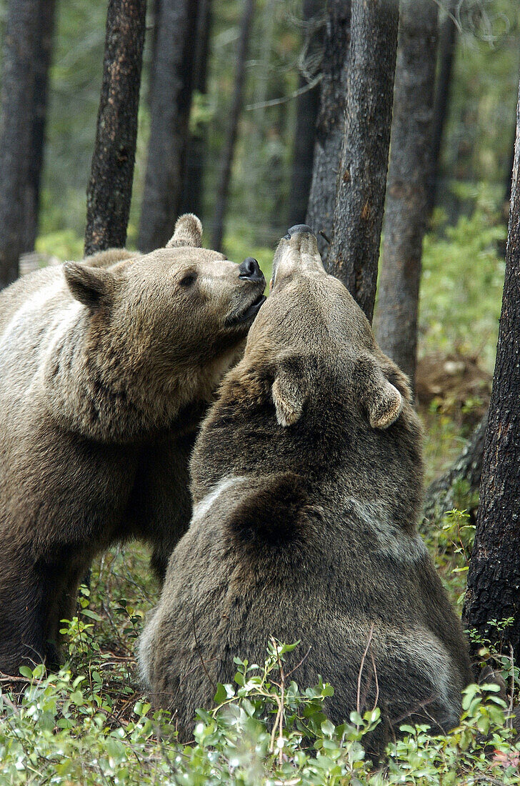 Grizzly Bear (Ursus arctos). Montana, USA