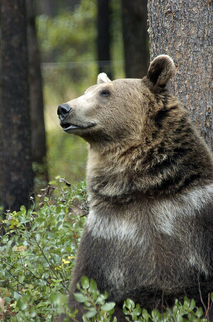 Grizzly Bear (Ursus arctos). Montana, USA