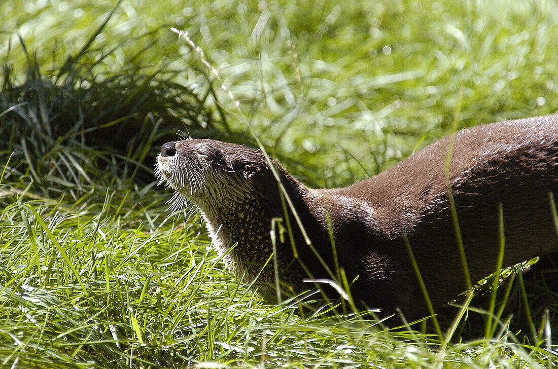 Otter sunbathing