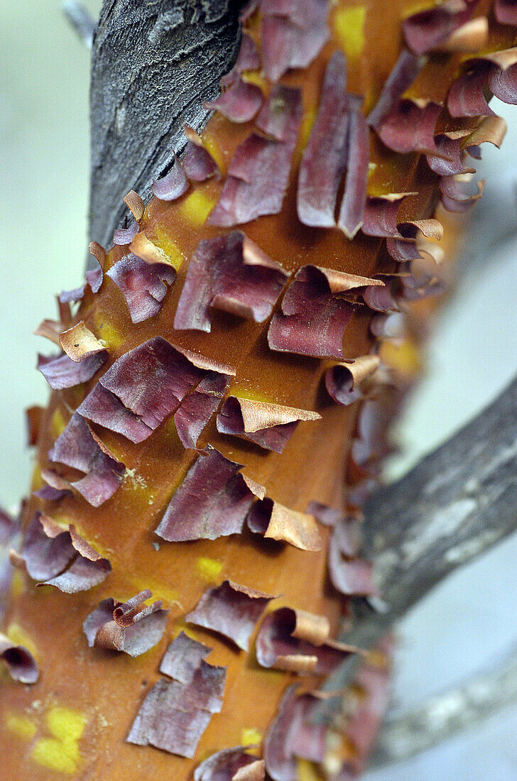 Manzanita (Arctostaphylos sp.) wood