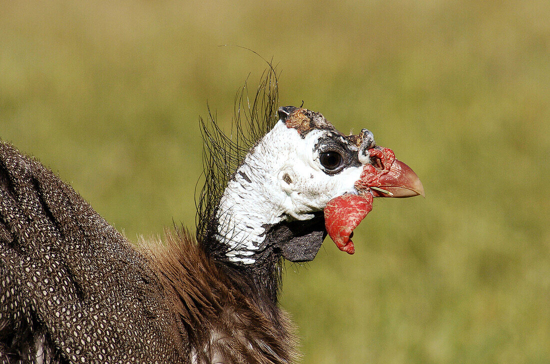 Außen, Ein Tier, Eins, Farbe, Kopf, Köpfe, Nahaufnahme, Nahaufnahmen, Natur, Ornithologie, Profil, Profile, Tageszeit, Tier, Tiere, Vogel, Vögel, Wildtiere, Zoologie, M55-449019, agefotostock