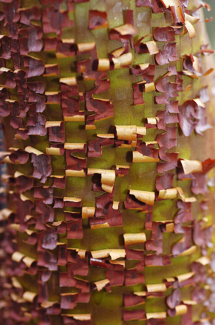Manzanita (Arctostaphylos sp.) wood
